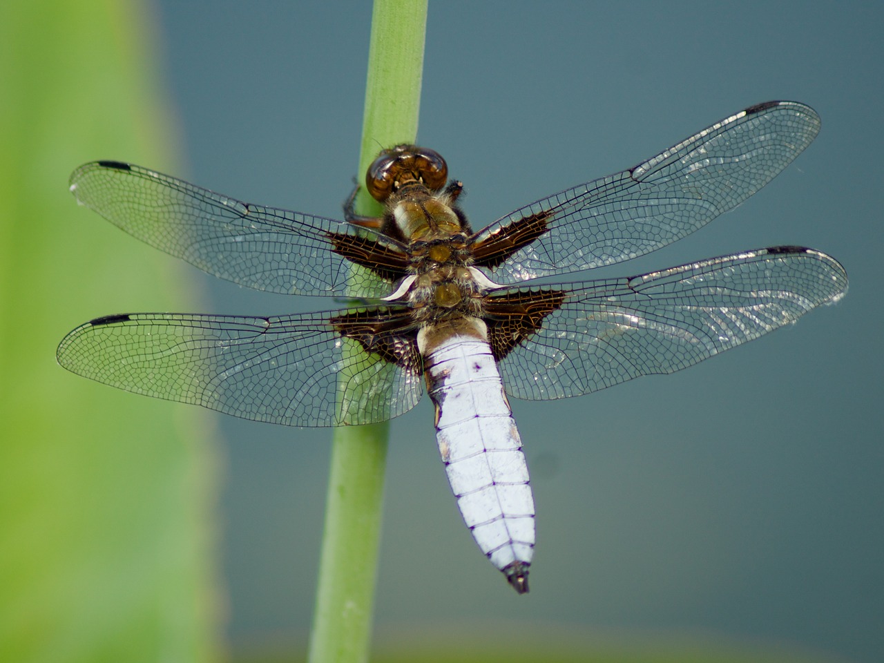 nature insect dragonfly free photo