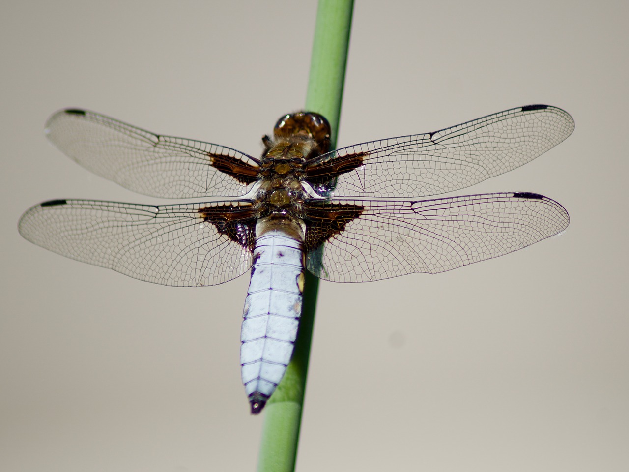 nature insect dragonfly free photo