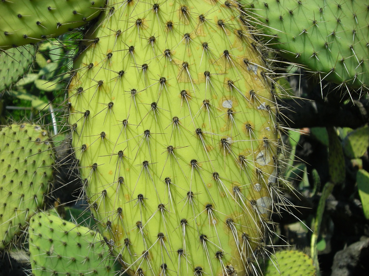 nature cactus plant free photo