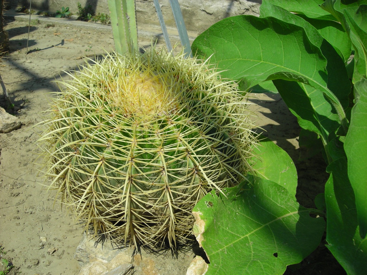 nature cactus plant free photo