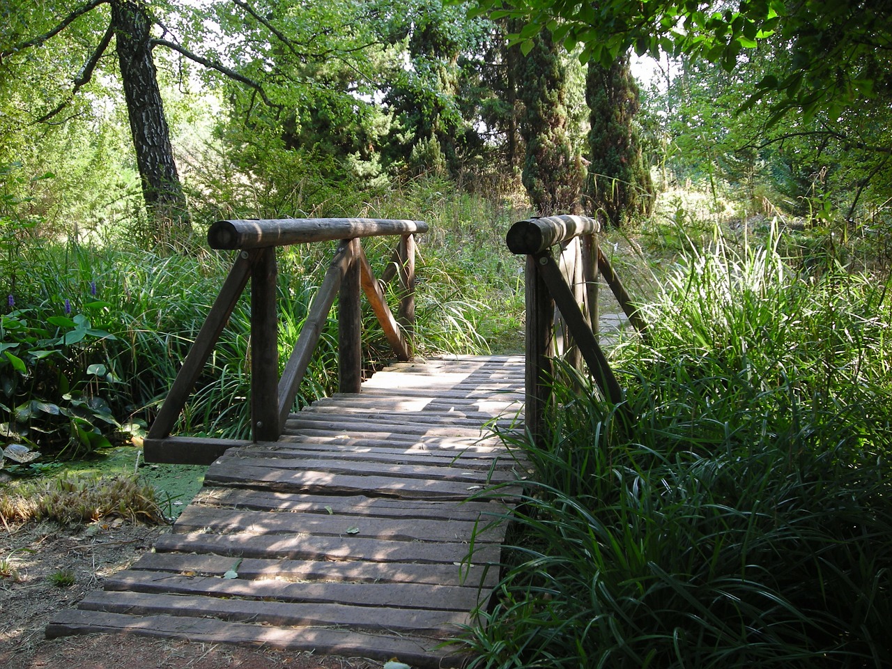 nature wood bridge free photo