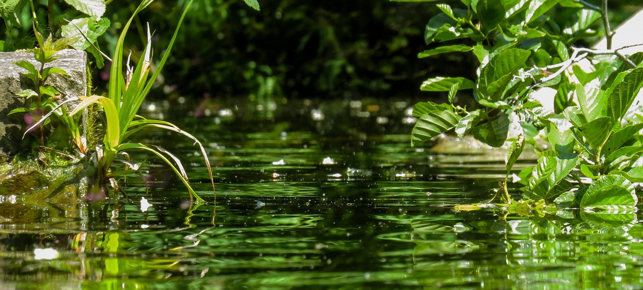 nature water bach free photo