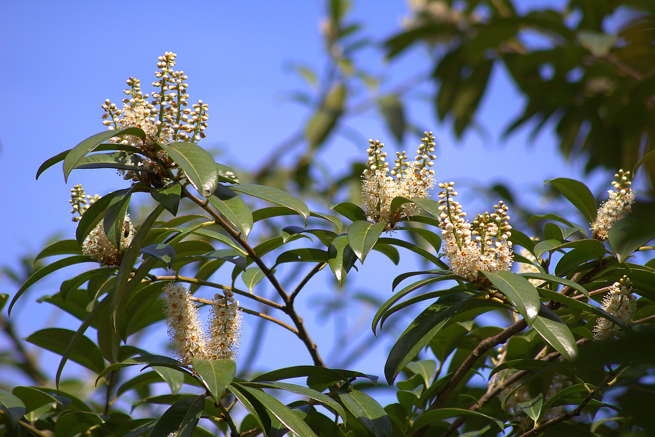 nature plant blossom free photo