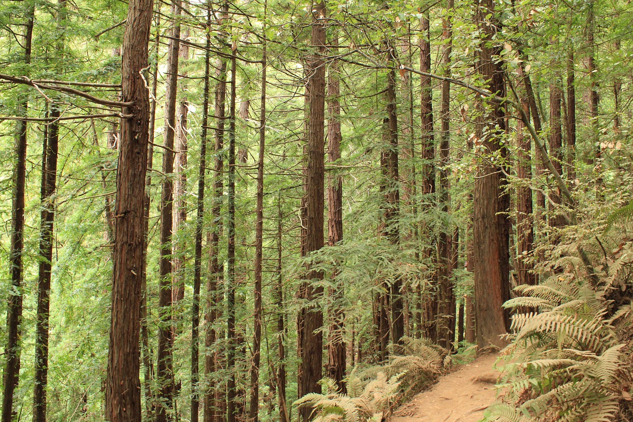 nature forest trees free photo