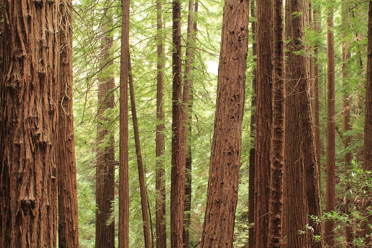 nature forest trees free photo