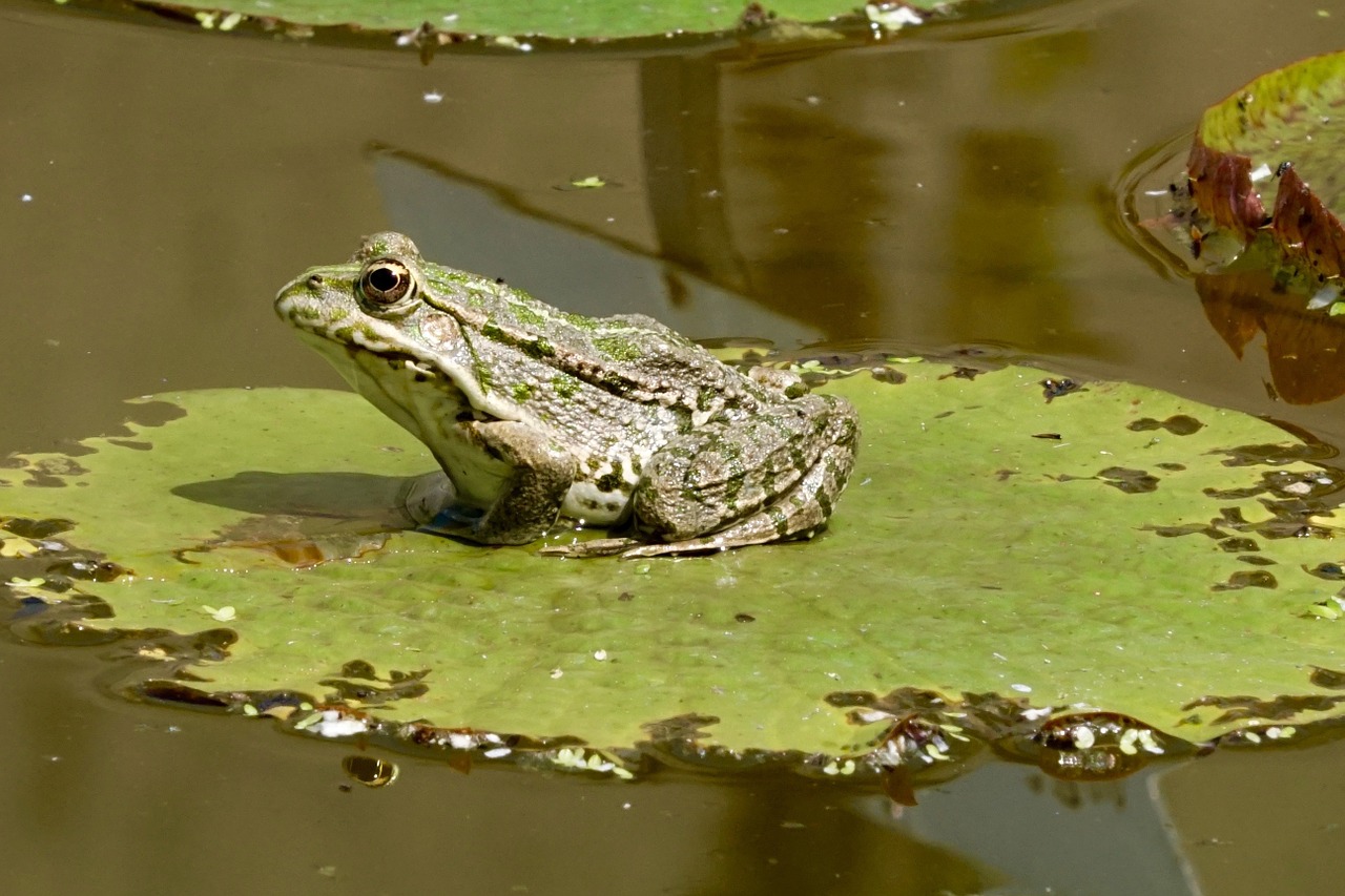 nature lily pad frog free photo