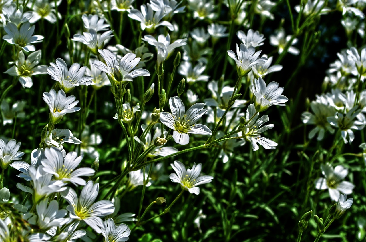 nature flowers macro free photo