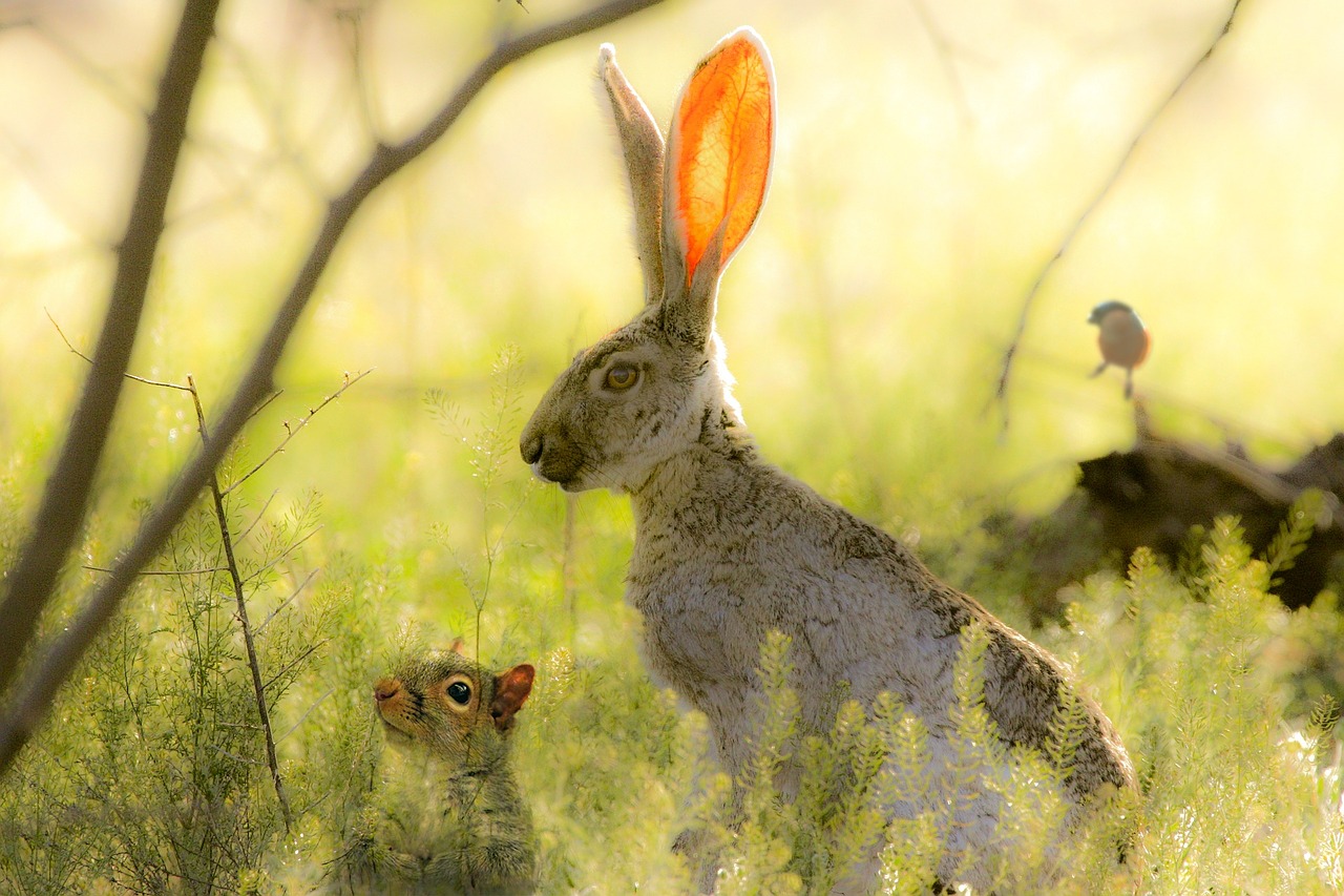 nature rabbit squirrel free photo