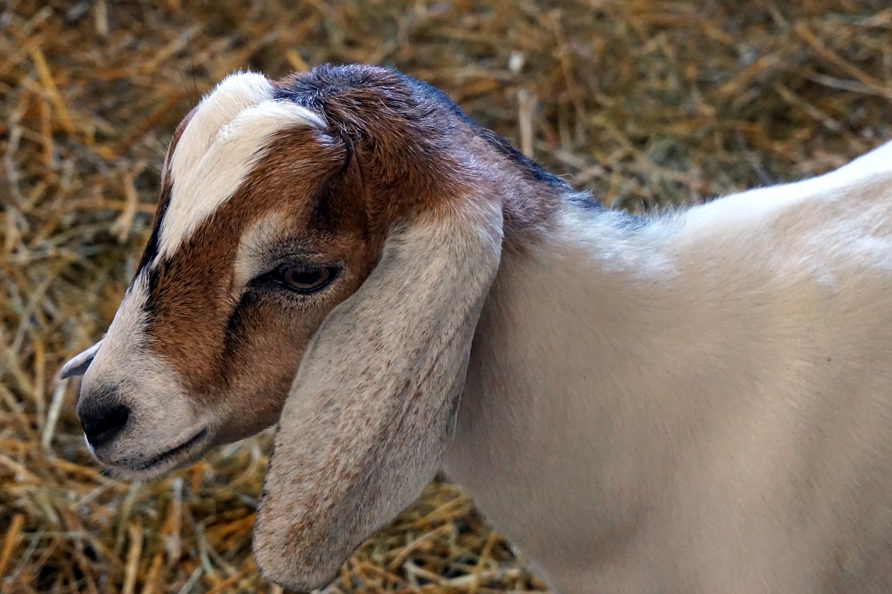 nature baby goat farm free photo