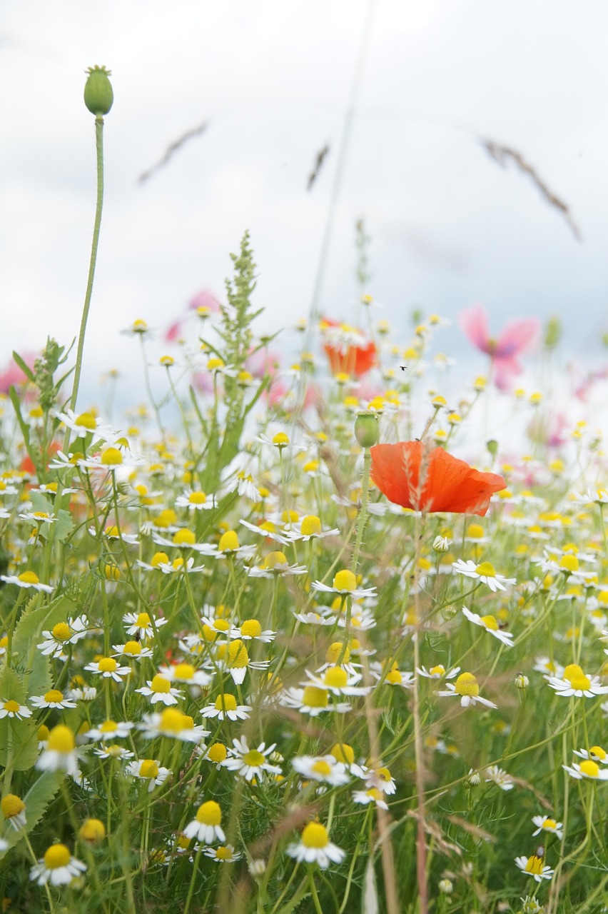 nature flowers poppy free photo