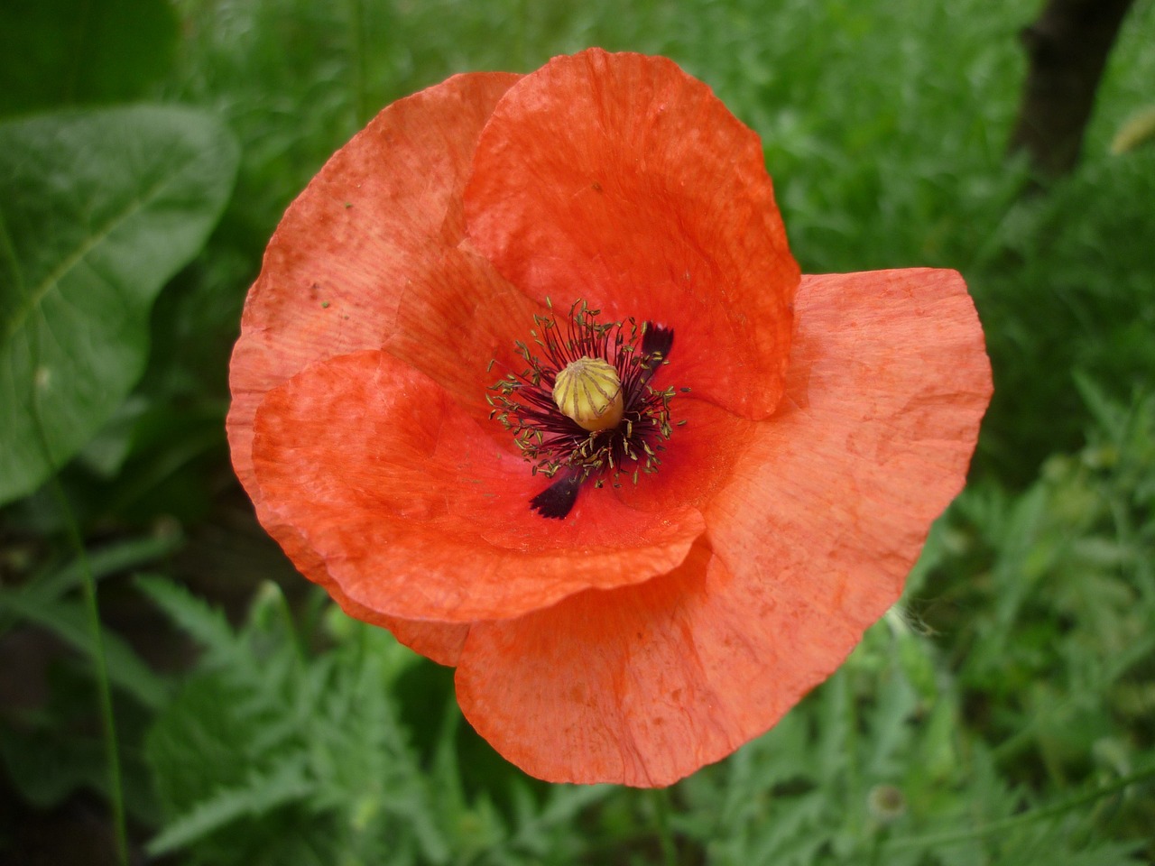 nature red poppy meadow flower free photo