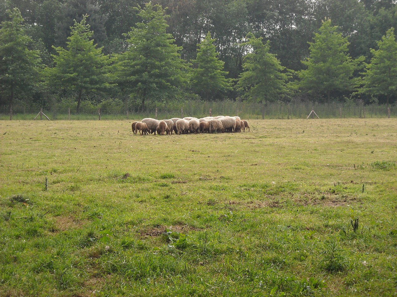 nature green meadow free photo