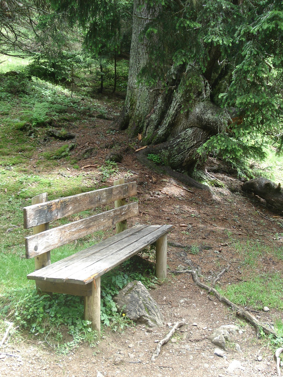 nature bank wooden bench free photo