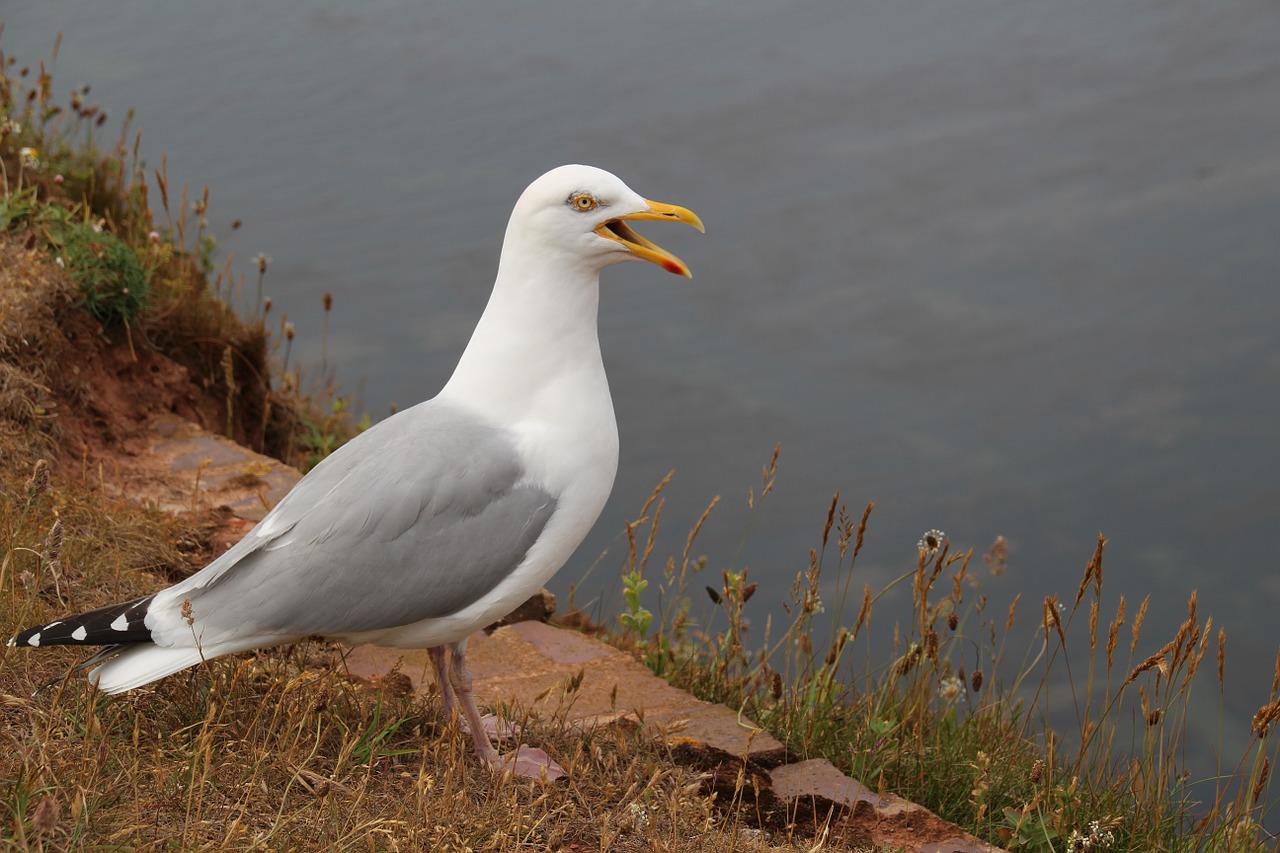 nature seagull bird free photo