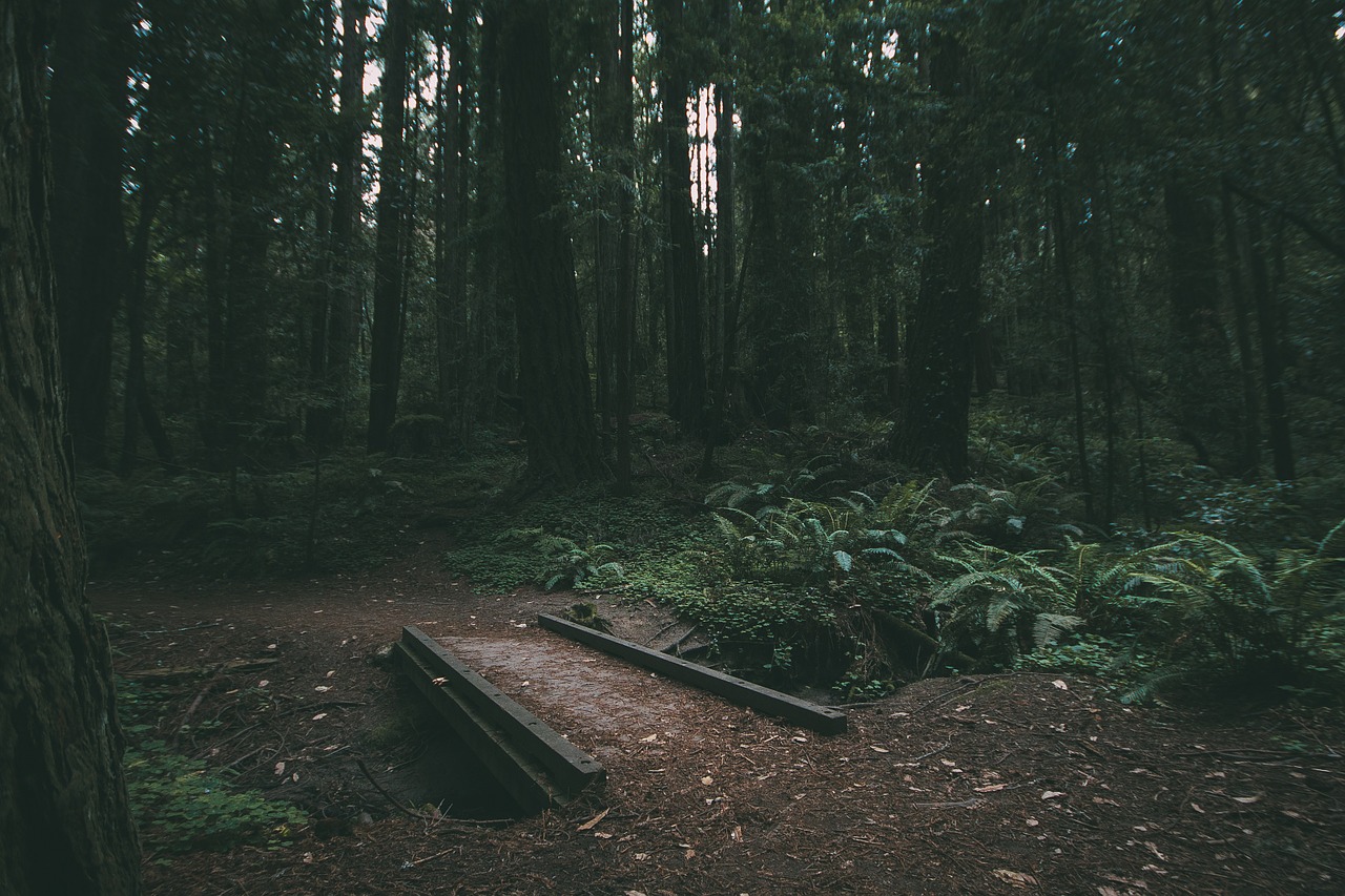 nature bridge woods free photo