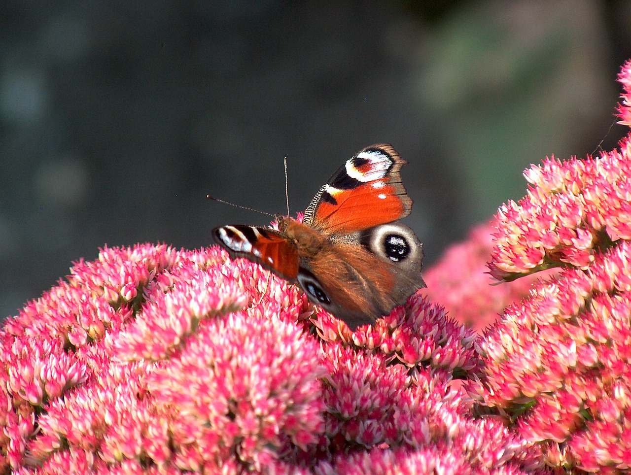 nature butterfly insect free photo