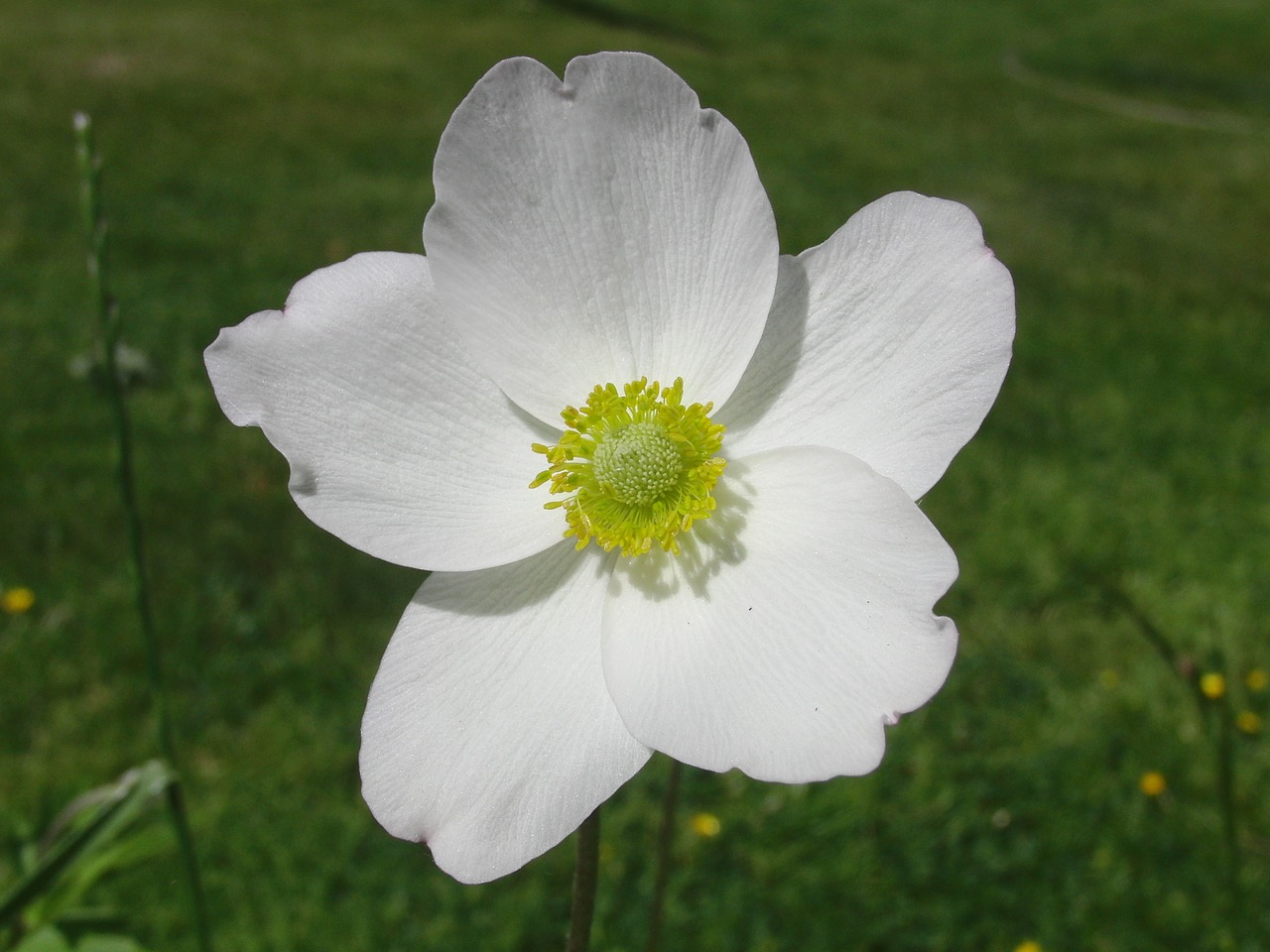 nature flower white free photo