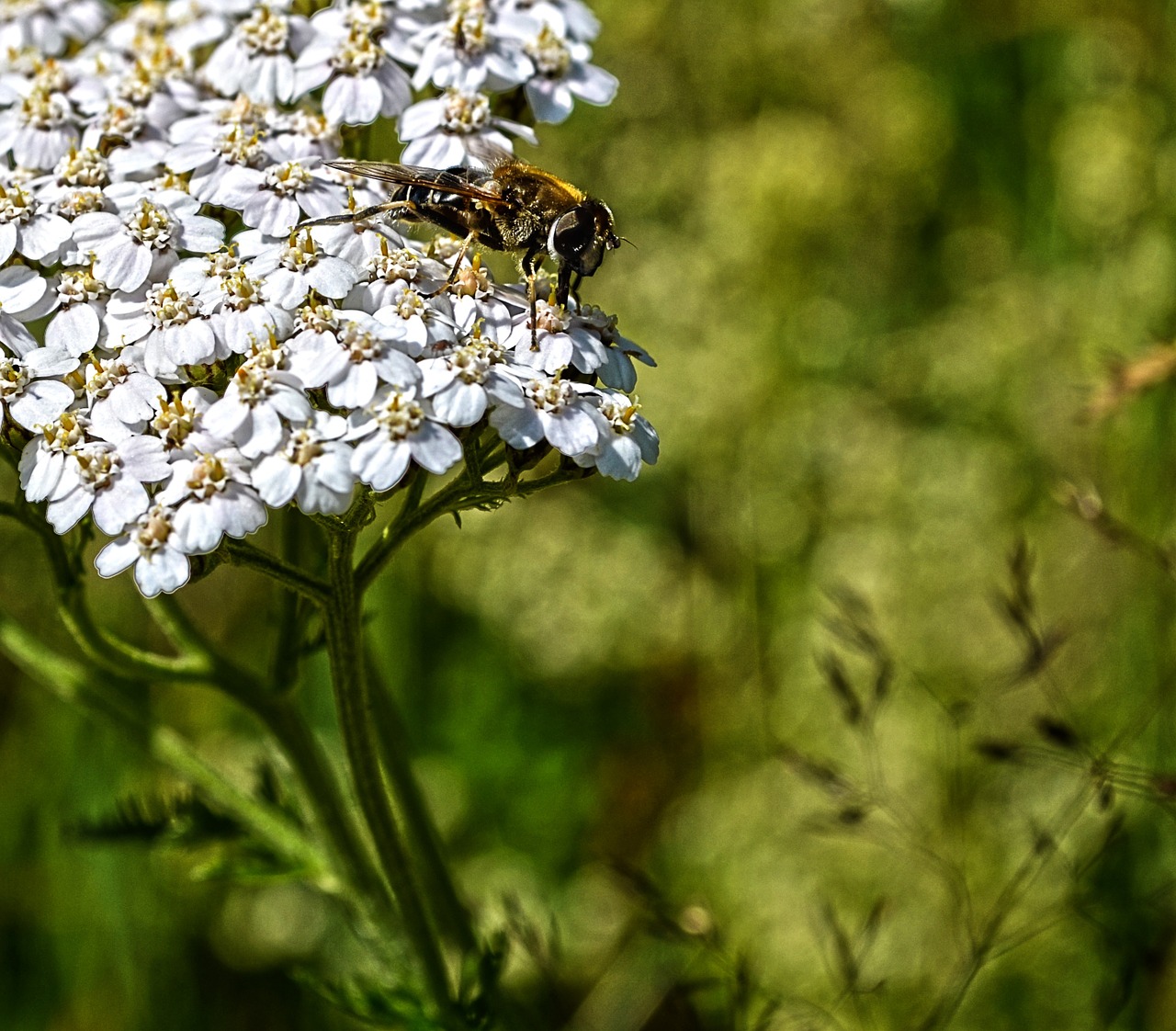 nature flower bee free photo