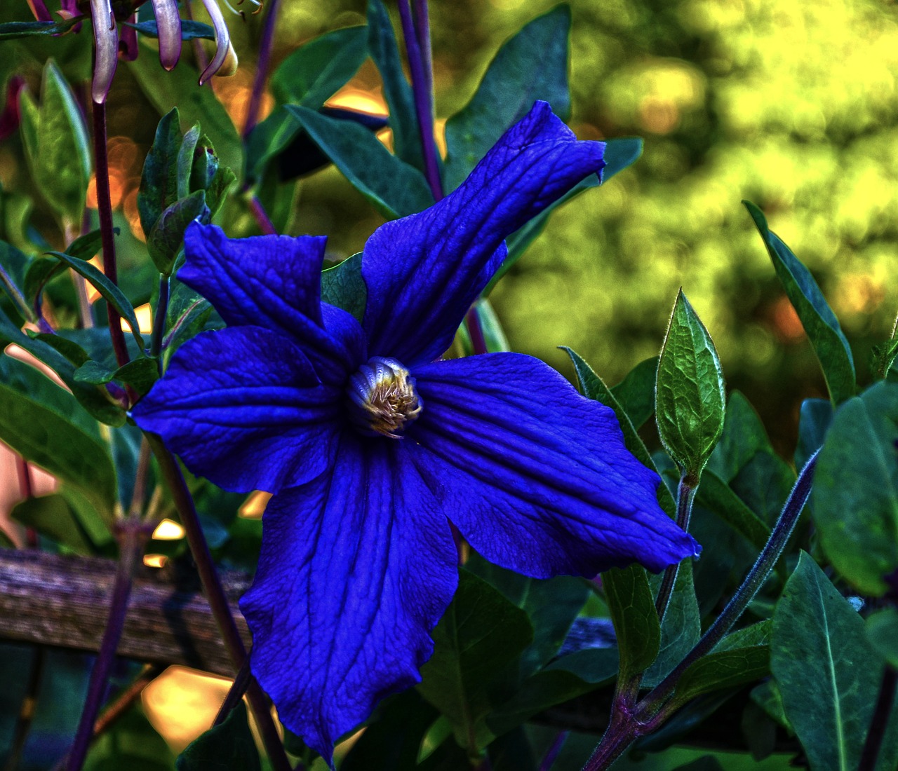 nature macro flower free photo