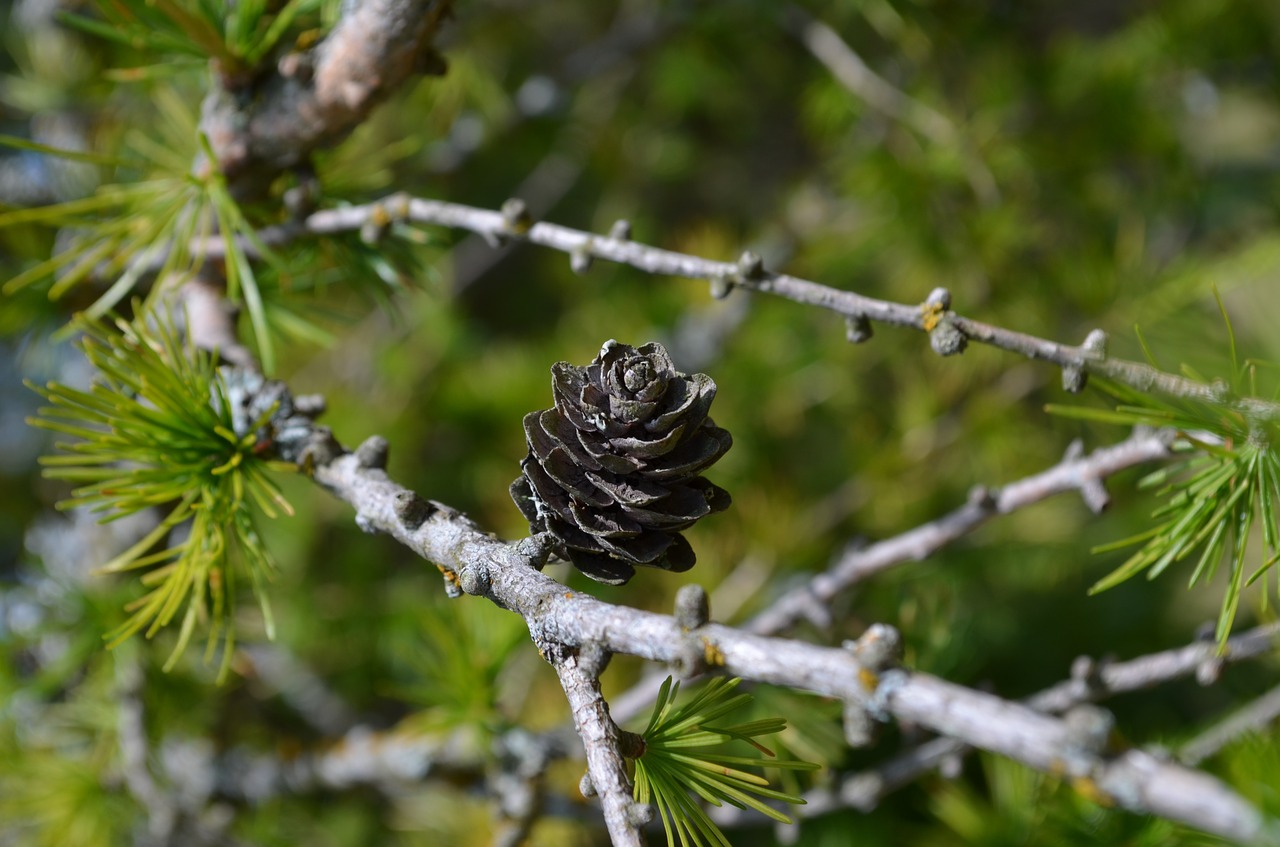 nature macro tree free photo