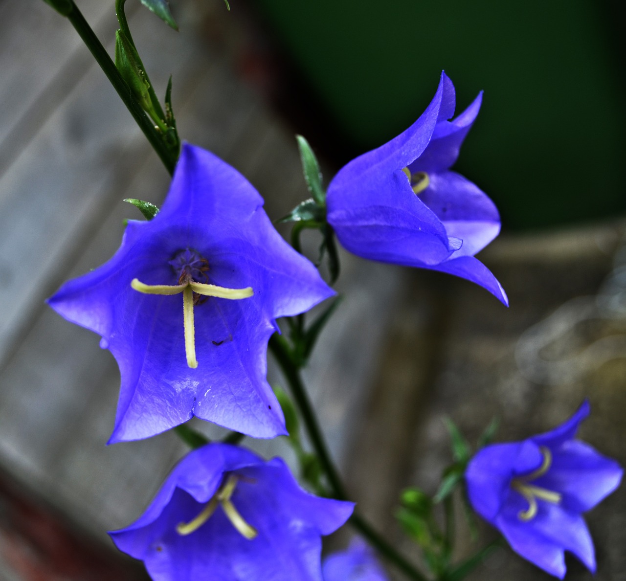 nature flower blue free photo