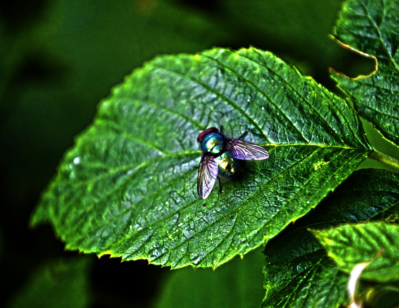 nature macro sheet free photo