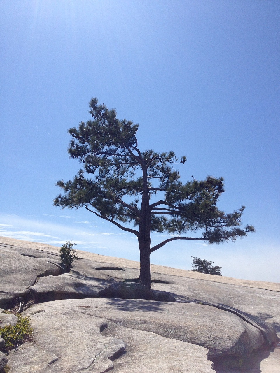 nature mountain tree free photo