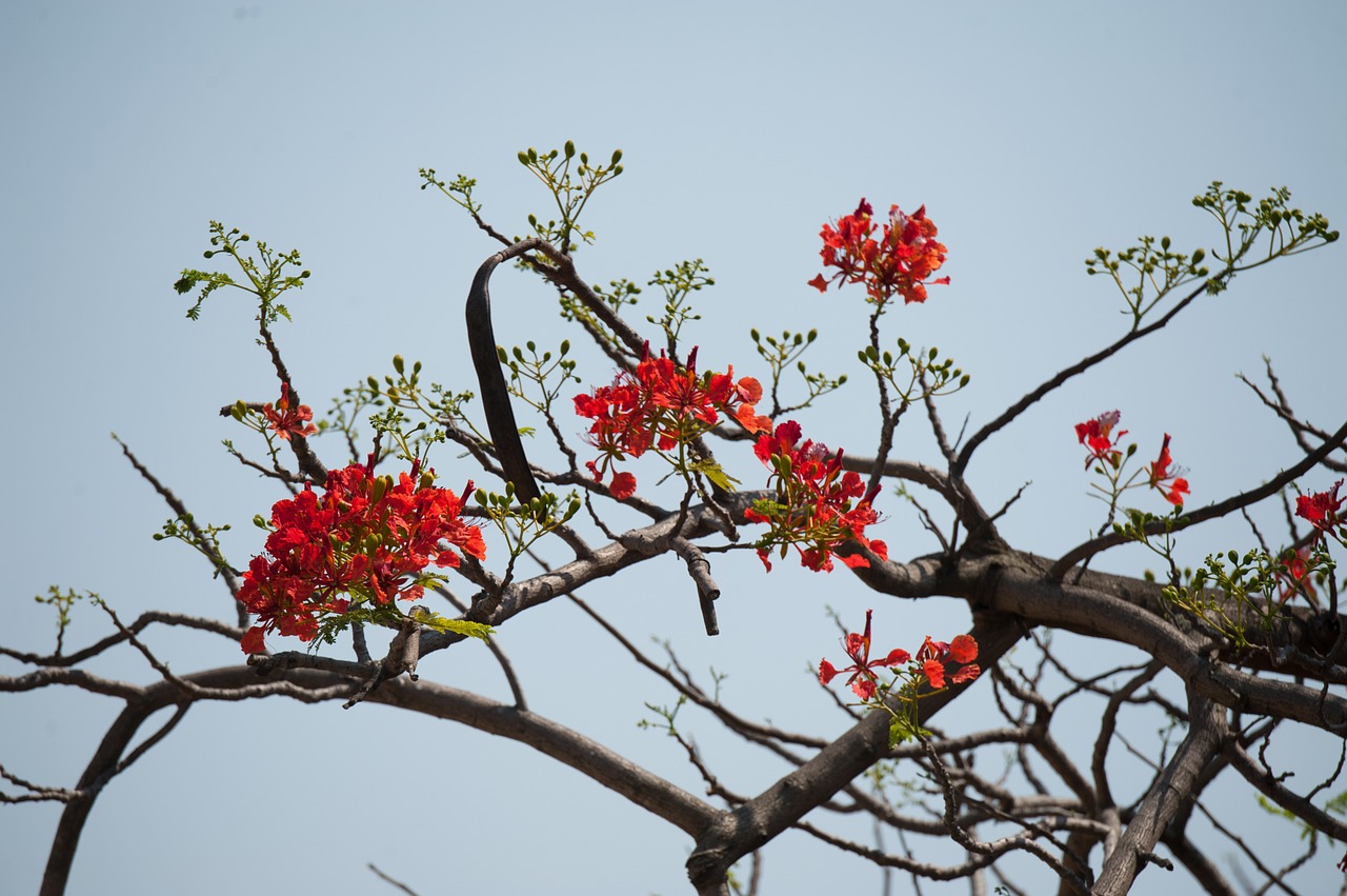 nature flower tree free photo