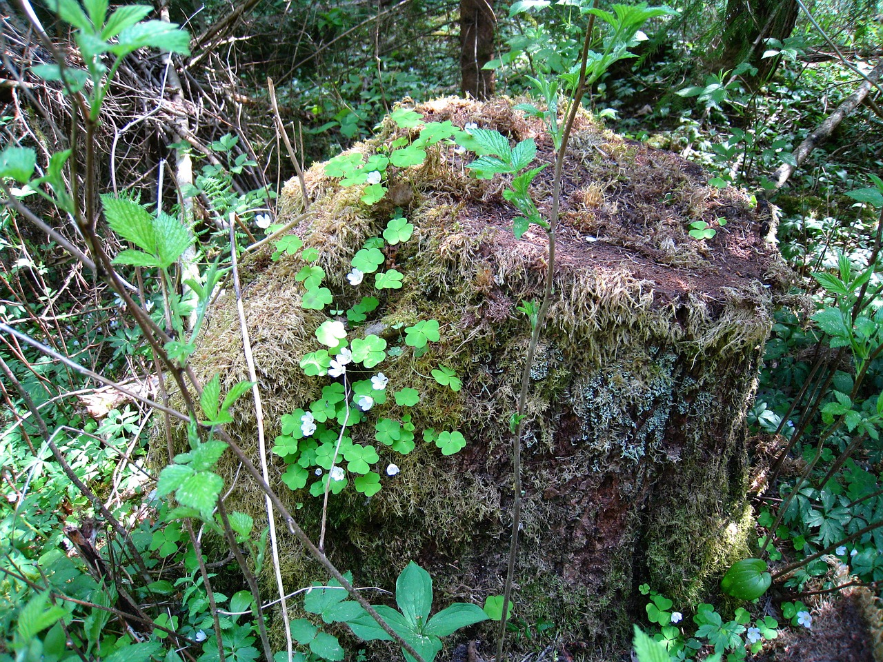 nature stump plants free photo