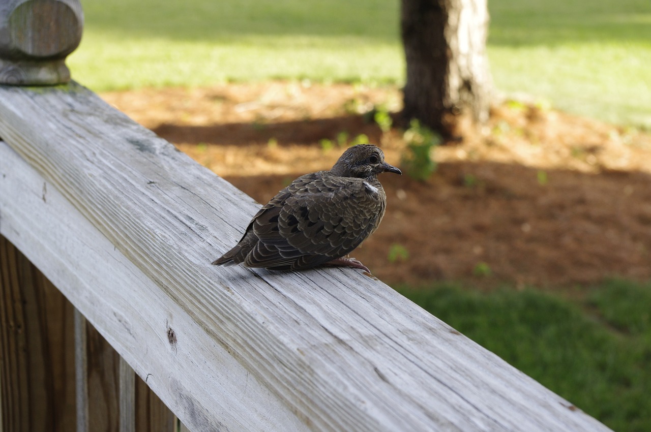 nature bird wild free photo