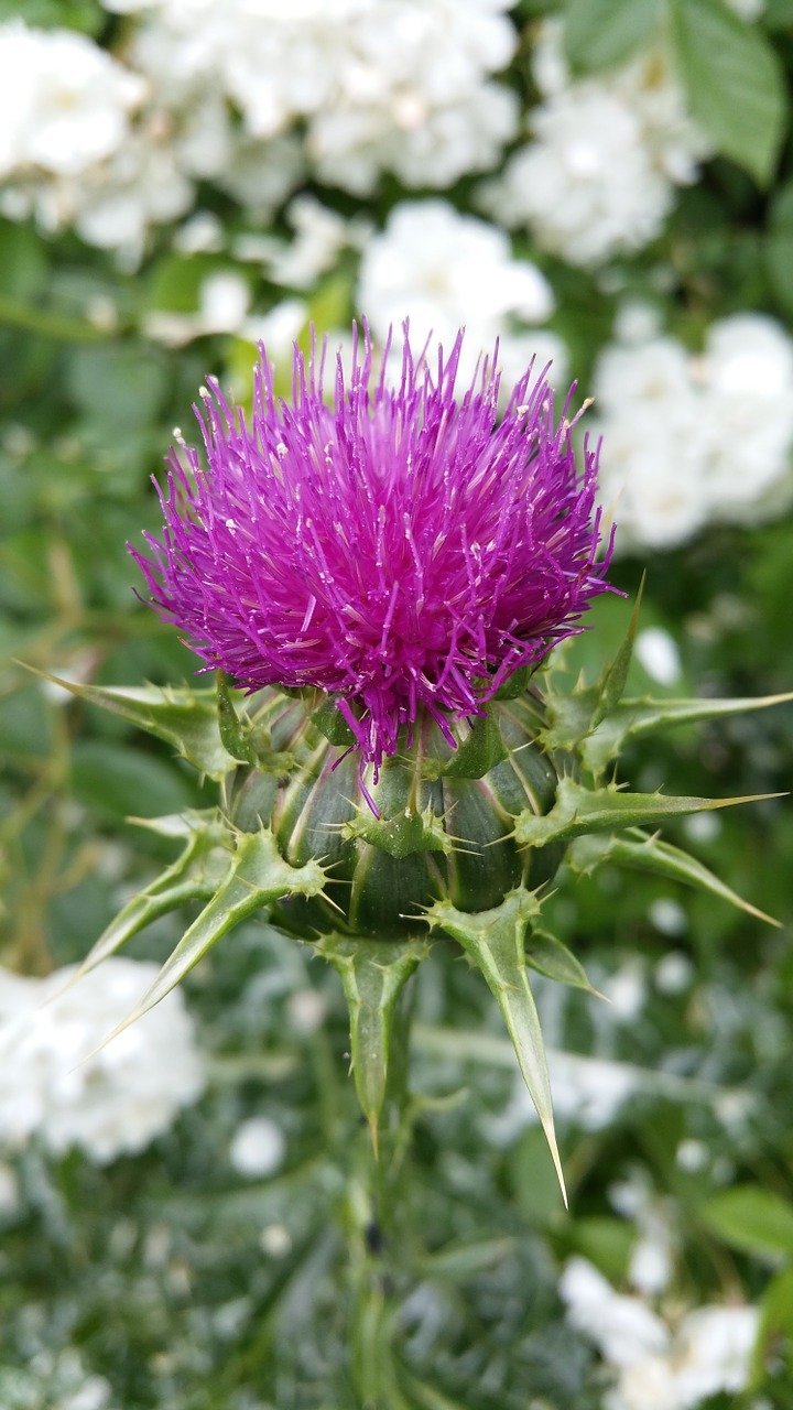 nature thistle mary thistle free photo