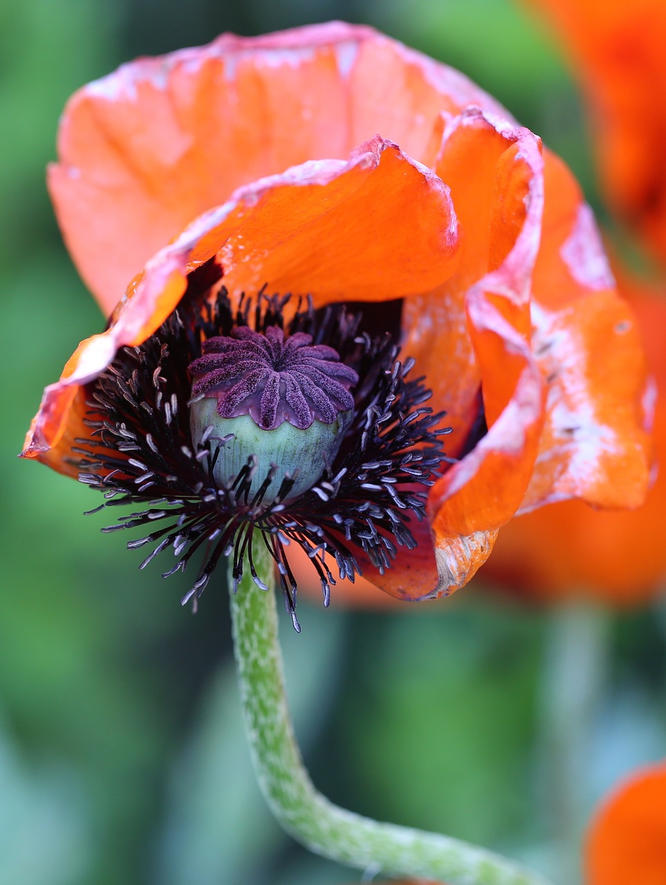 nature flowers poppy free photo