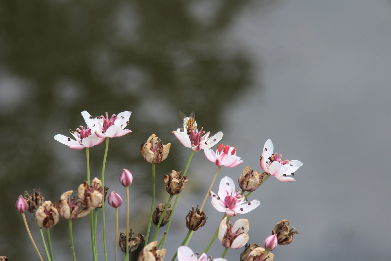 nature plant flower free photo