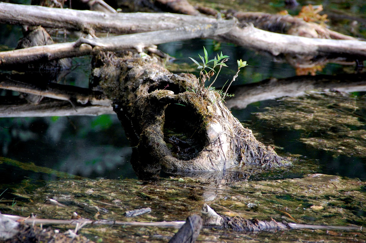 nature forest tree free photo