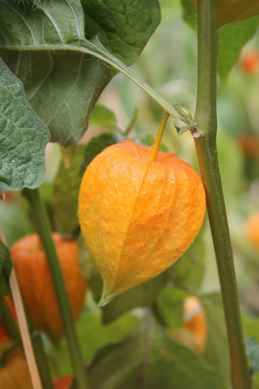 nature physalis orange free photo