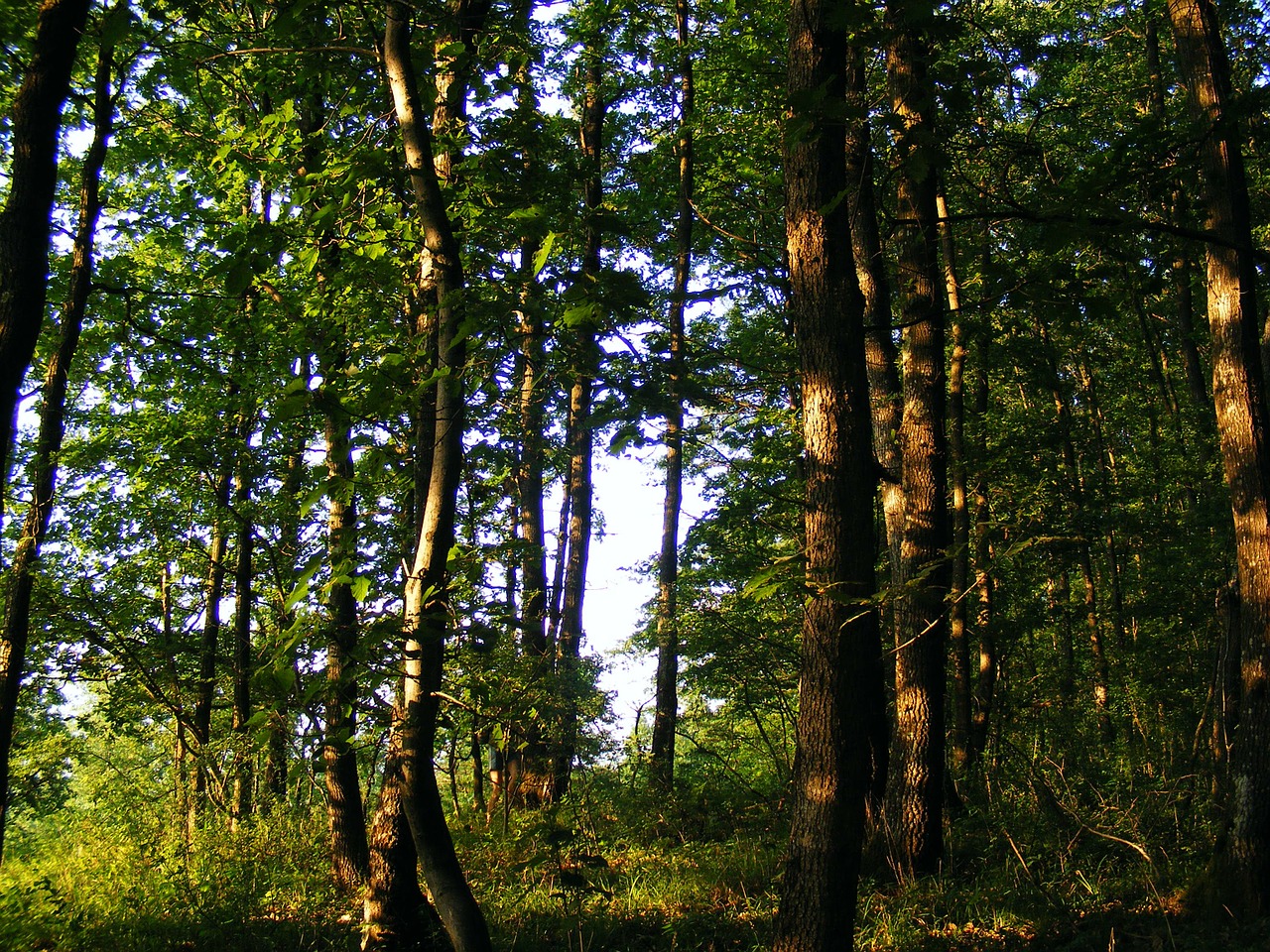 nature plants trees free photo