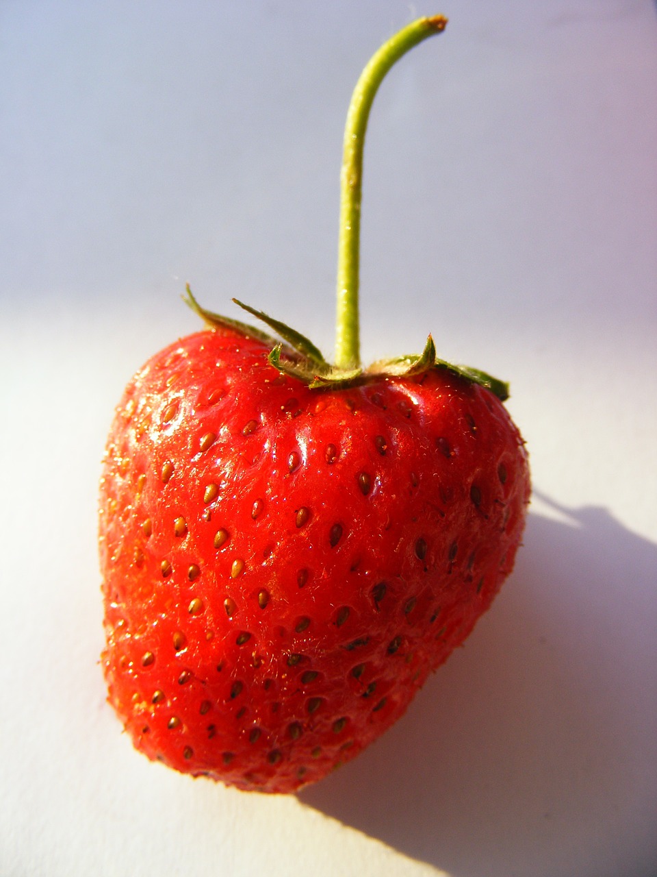 nature strawberry fruits free photo