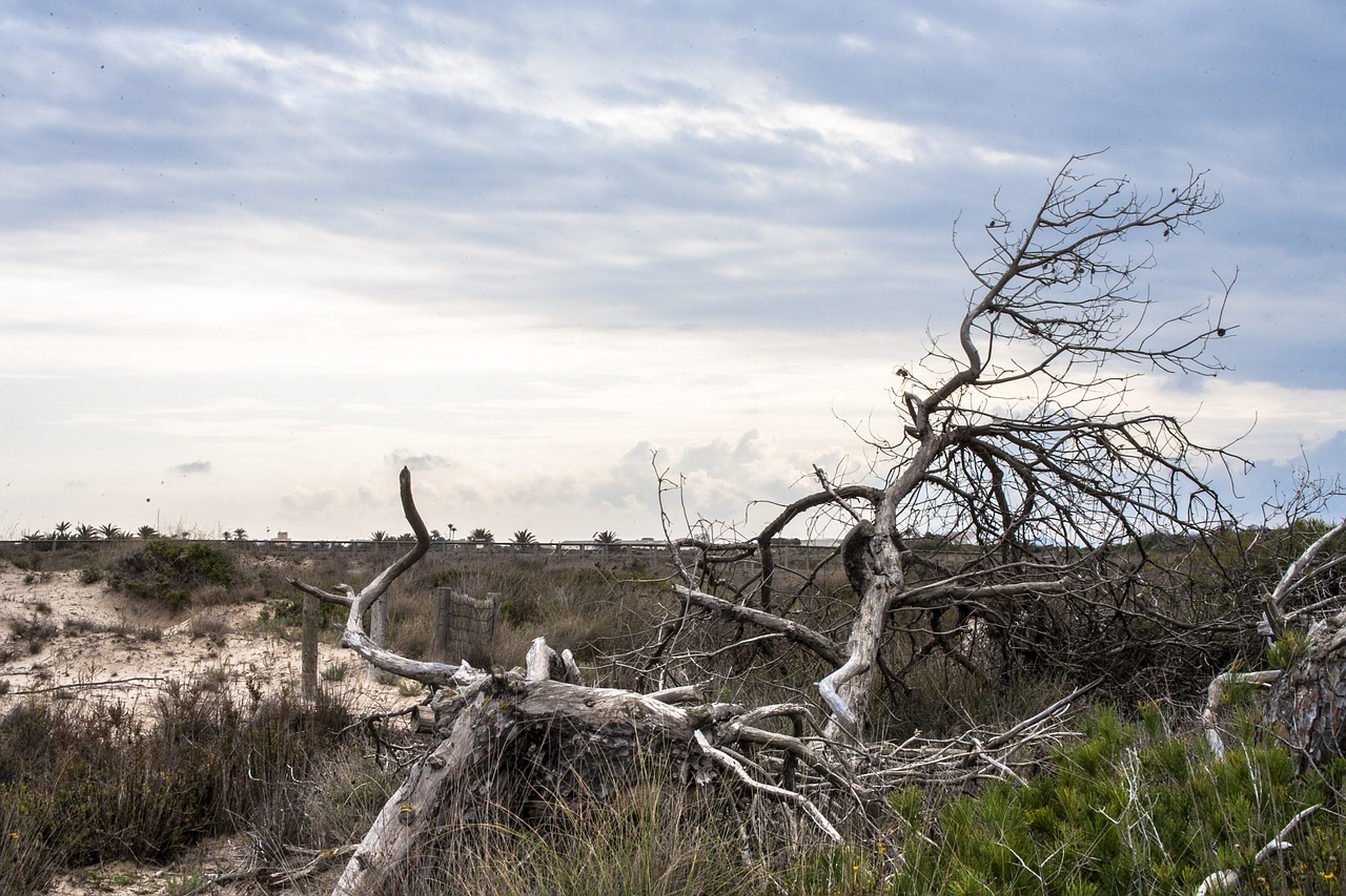 nature tree costa free photo