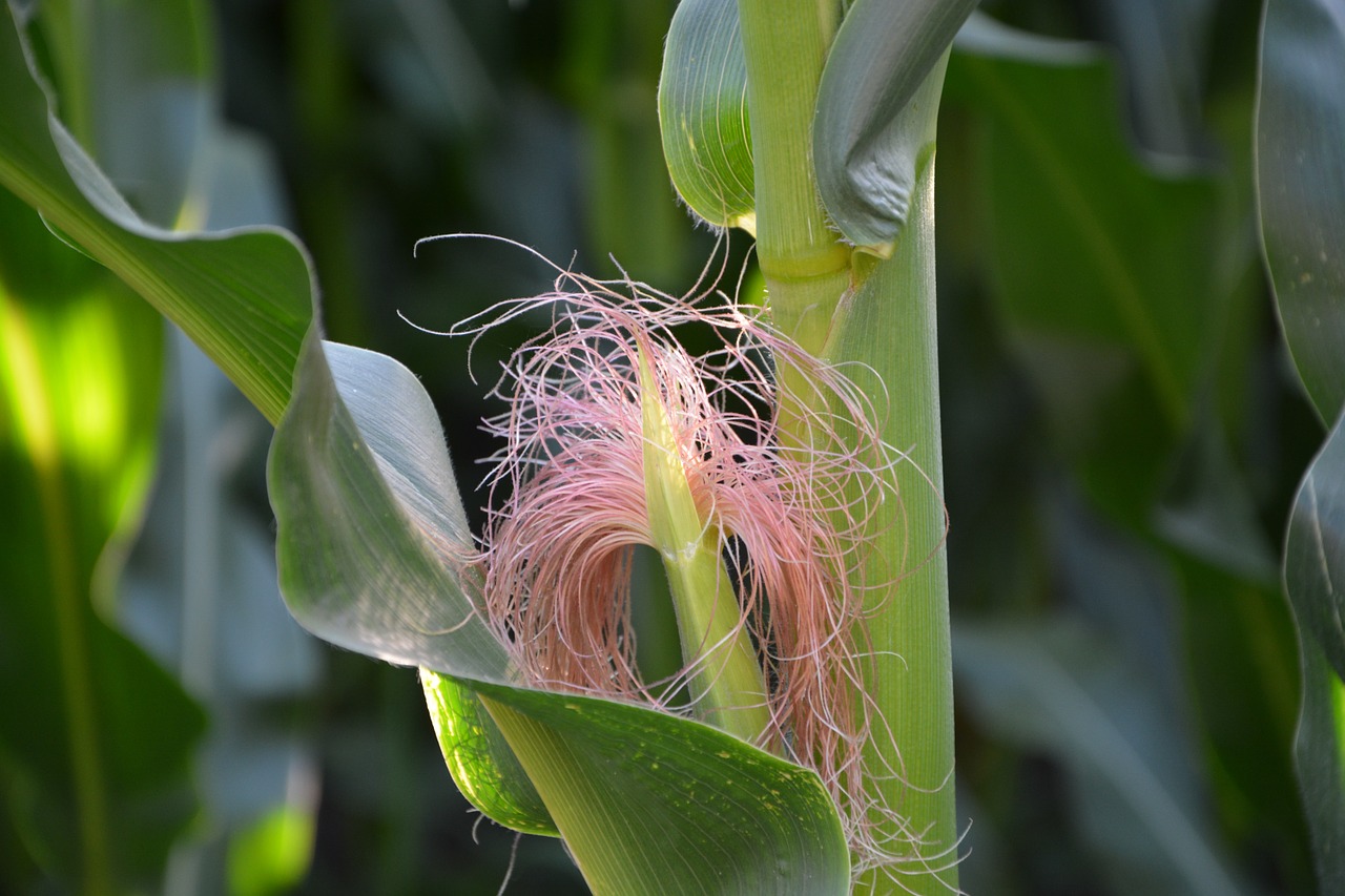 nature corn harvest free photo