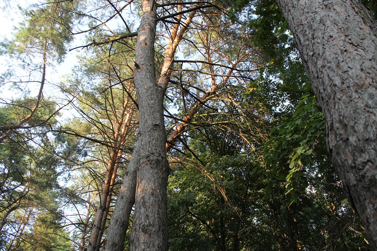 nature tall trees tree free photo