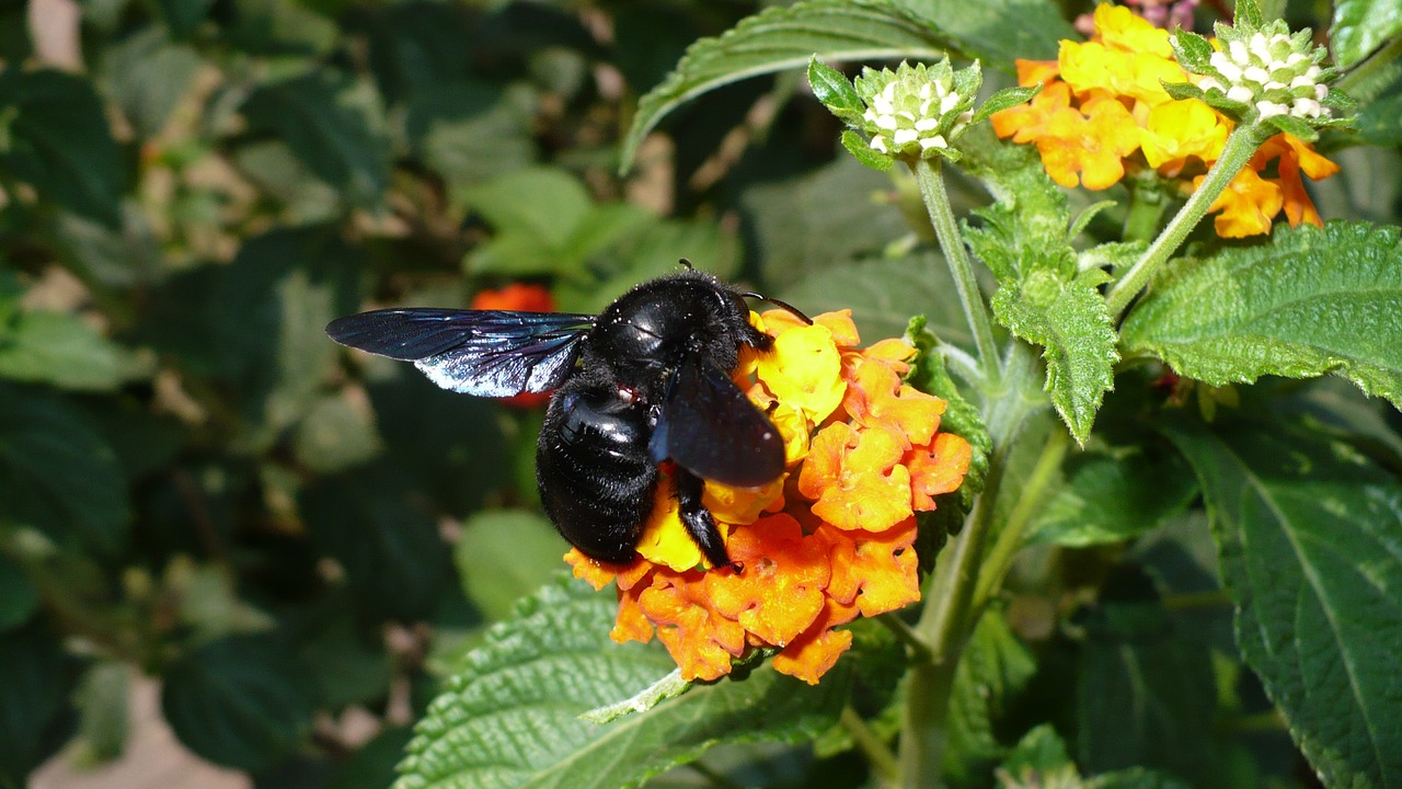 nature insect wasp free photo