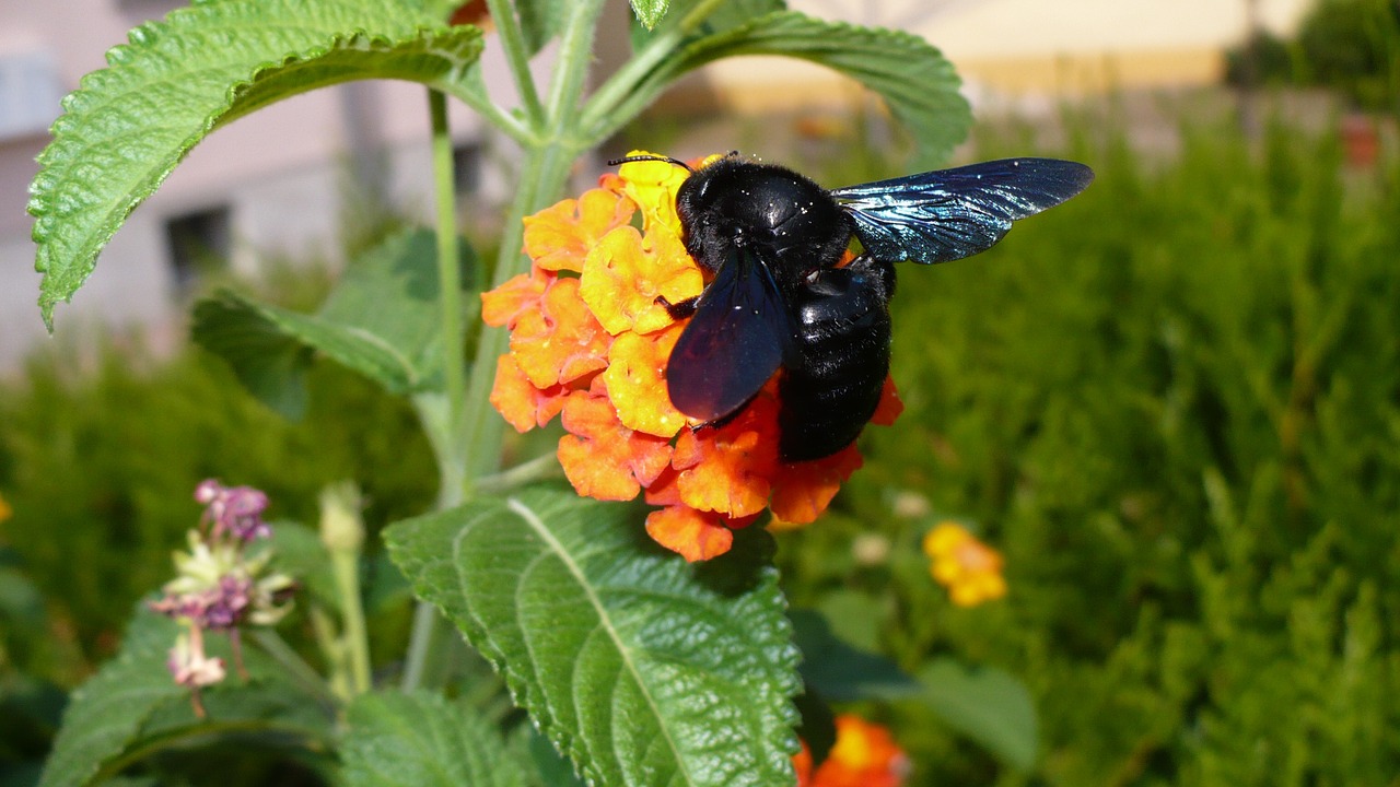 nature black insect free photo