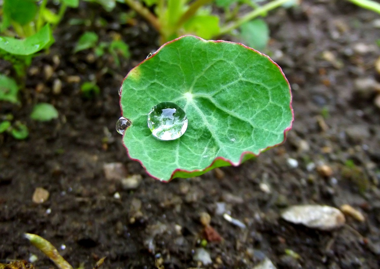 nature drop macro free photo