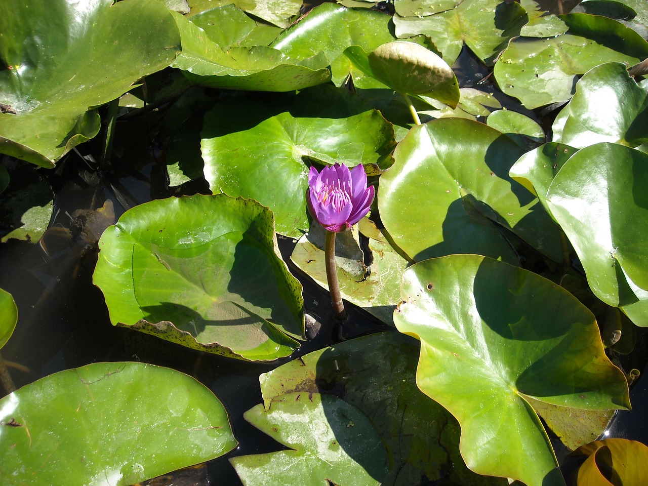 nature green water plant free photo