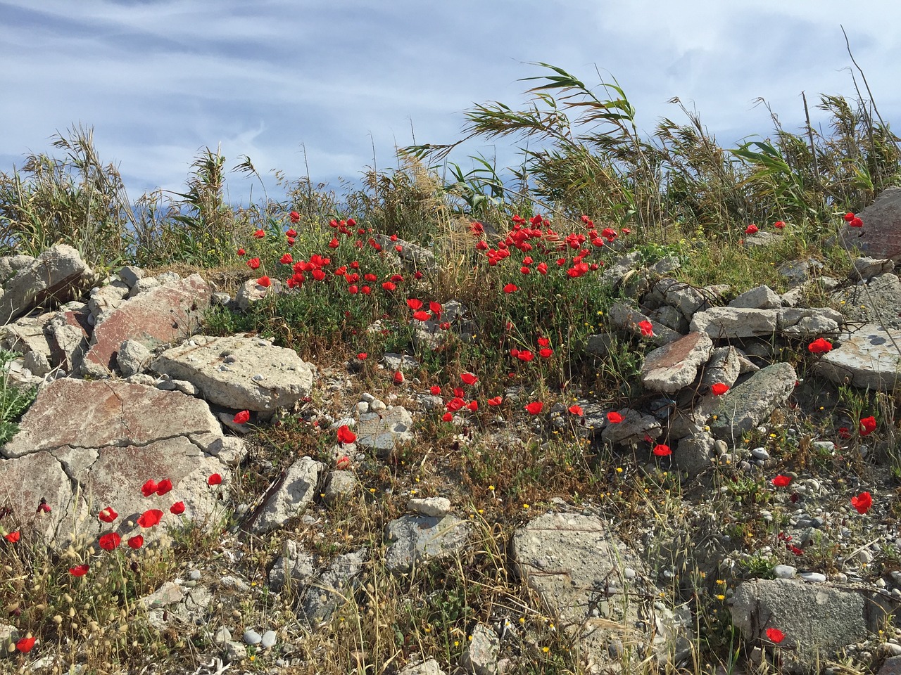 nature flowers sea free photo