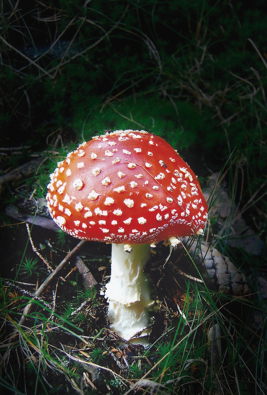 nature mushroom forest free photo