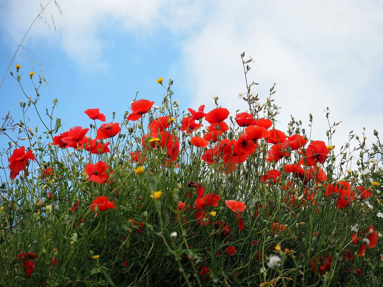 nature flower wild flowers free photo