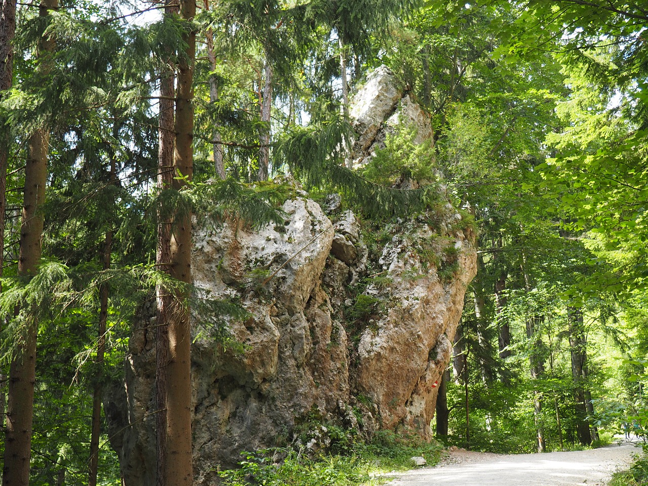 nature rock forest free photo