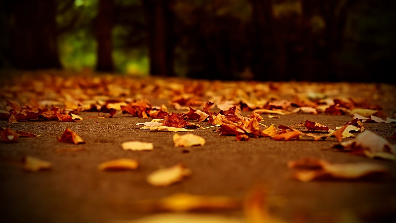 nature dry leaf fall colors free photo