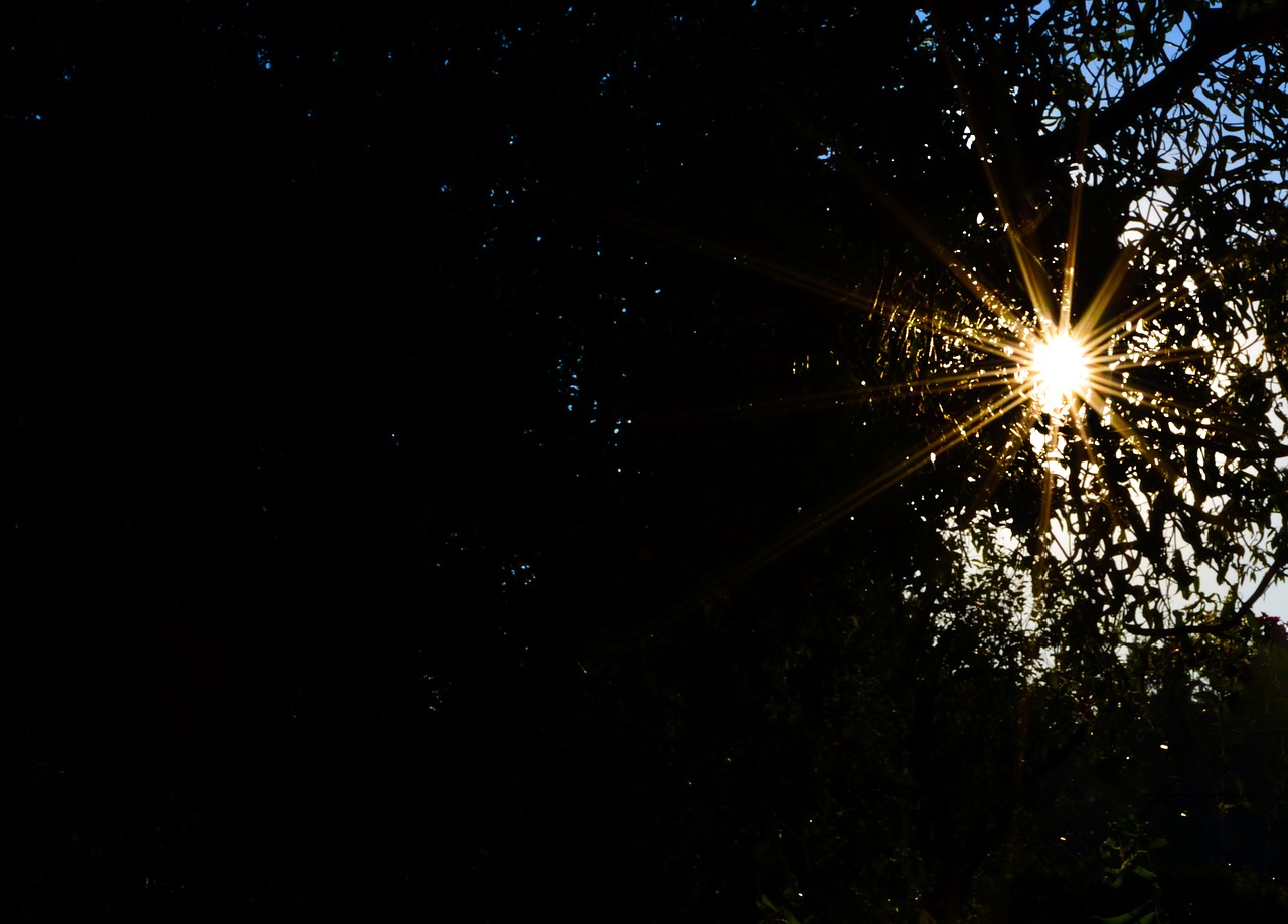 nature branch sun free photo